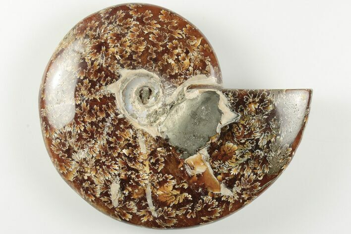 4.4" Polished Ammonite Fossil - Madagascar